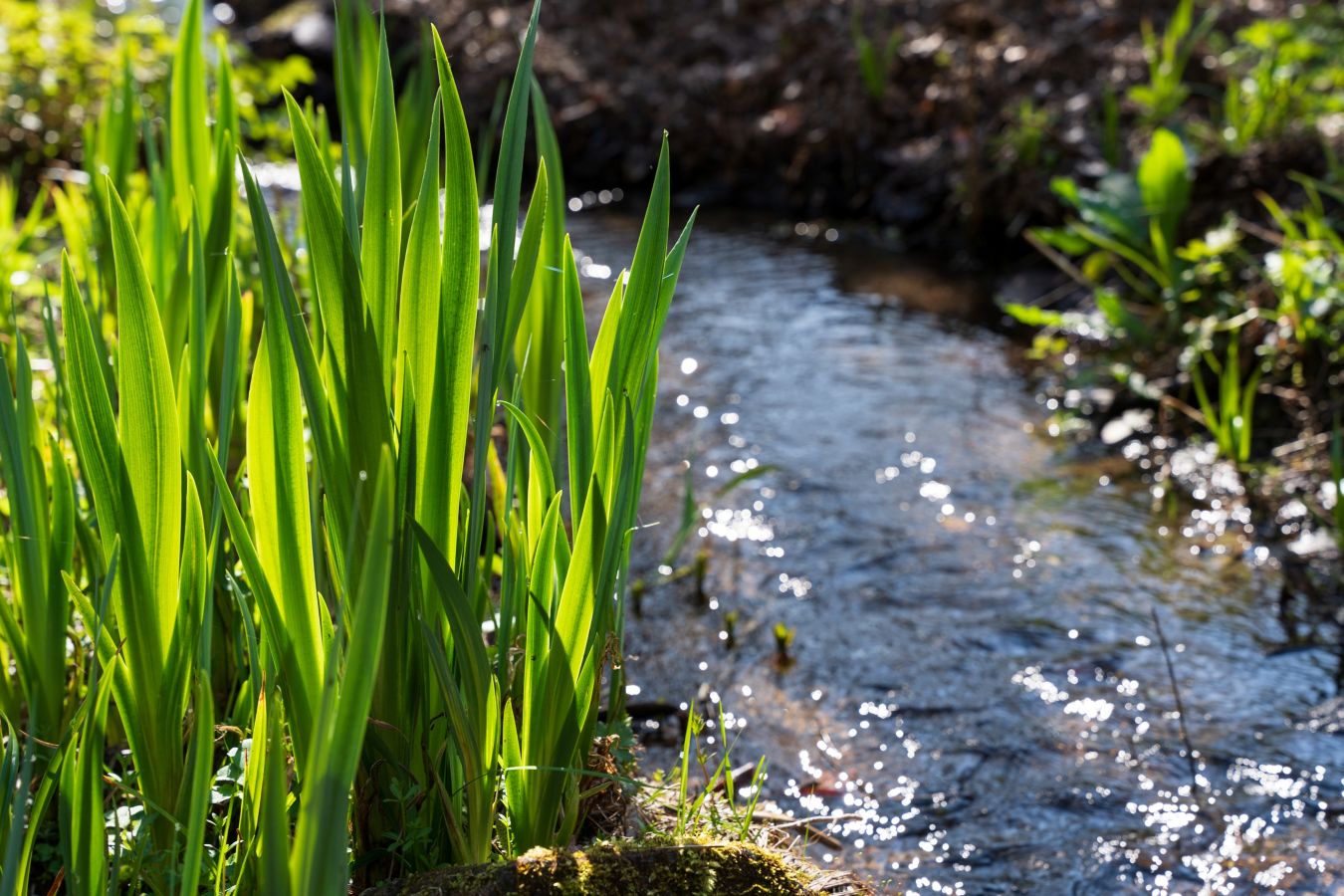 Flowing stream with lush green vegetation
