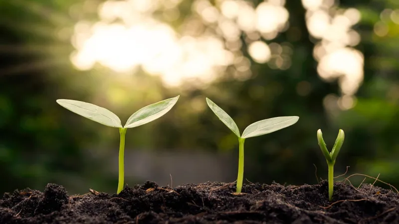 Three seedlings viewed from the side, newly emerged from the soil